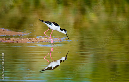 Black-necked Stilt searches for lunch along the shore of a shallow lake near Phoenix Arizona