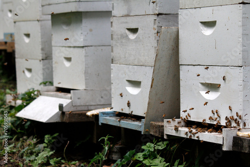 Honeybees swarm at a community apiary created in a conservation effort to protect pollinators. Honeybee colonies have been particularly susceptible to colony collapse as a result of pesticide use.