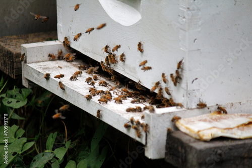 Fotografija Honeybees swarm at a community apiary created in a conservation effort to protect pollinators