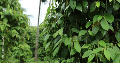 Black pepper fruits grow on tree in garden photo
