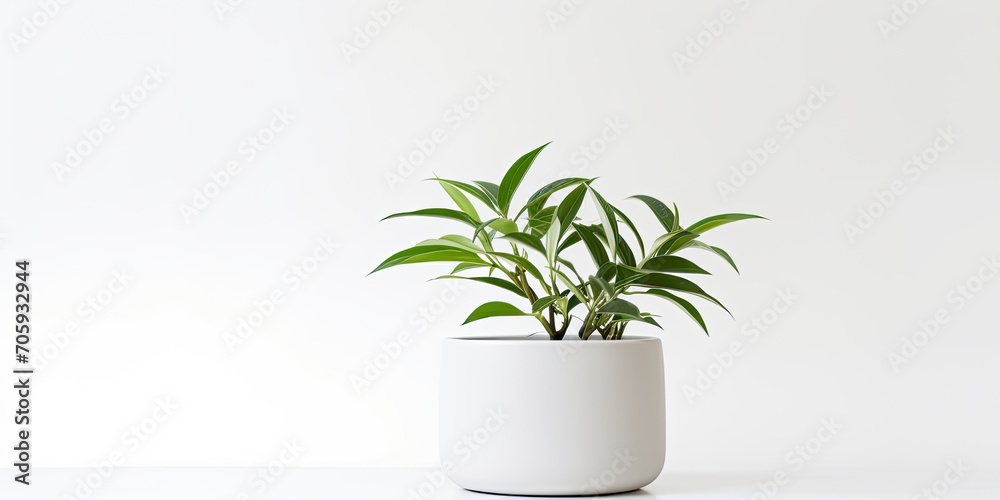 Selective focus on a white plant pot isolated on a white background. Selective focus on a white plant pot isolated on a white background.