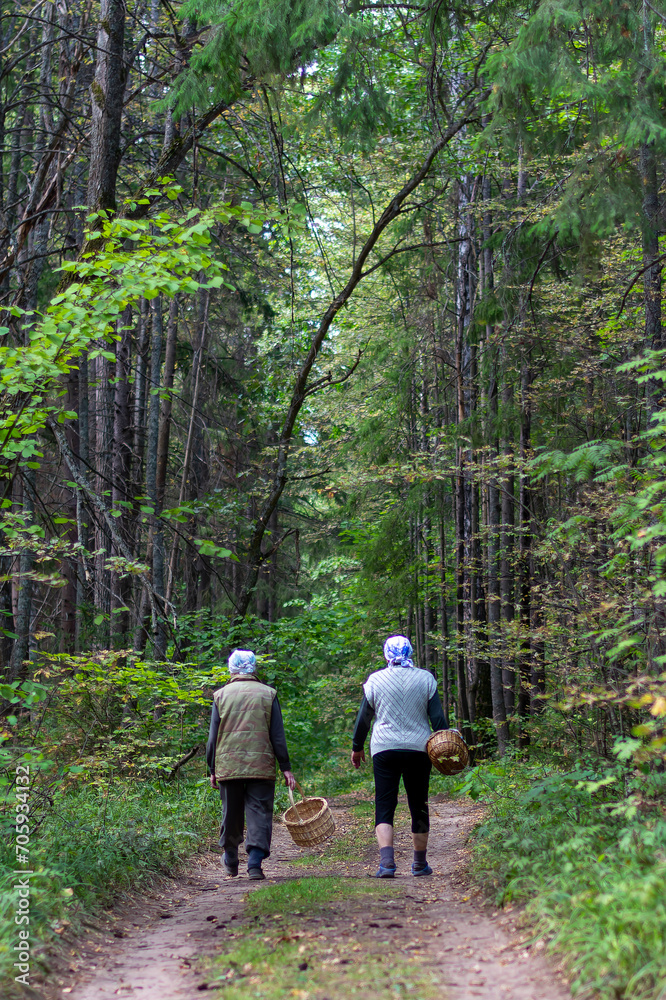Fototapeta premium two elderly women go picking mushrooms in the forest in summer
