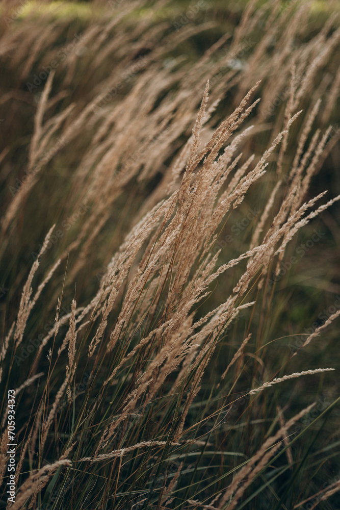 Fototapeta premium Abstract natural background of soft plants Cortaderia selloana. Pampas grass on a blurry bokeh, Dry reeds boho style. Fluffy stems of tall grass in winter