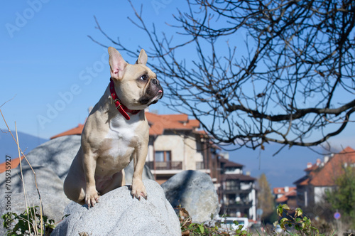 Dog pensively sitting on a large gray stone romantically posing against the background of a town in the mountains. photo