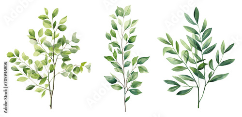 Set of watercolor green twigs with leaves. Green leaves on transparent background, design element for invitation and more. Vector illustration.