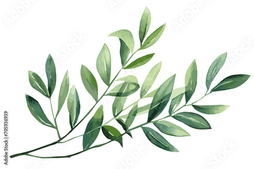 Watercolor green branch with leaves. Green leaves on transparent background, design element for invitation and more.. Vector illustration.