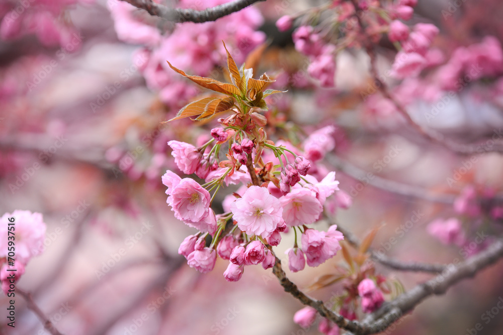 Beautiful tender pink sakura flower with leafs on a tree. Sakura Uzhhorod Beautiful tender pink sakura flower with leafs on a tree. Sakura Uzhhorod