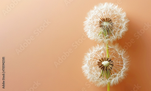Two Dandelions like a symbol 8 on peach background