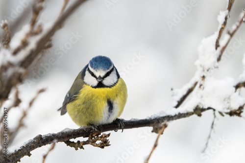 Close up front view of a cute blue tit bird sitting on a icy twig in winter with snow around it looking directly at the viewer