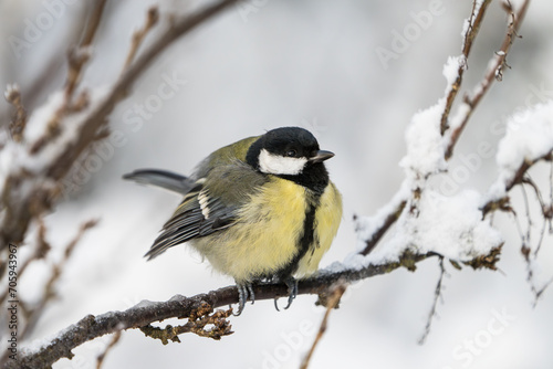 Close up front wiew of a cute great tit bird sitting on a icy twig in winter with snow around it