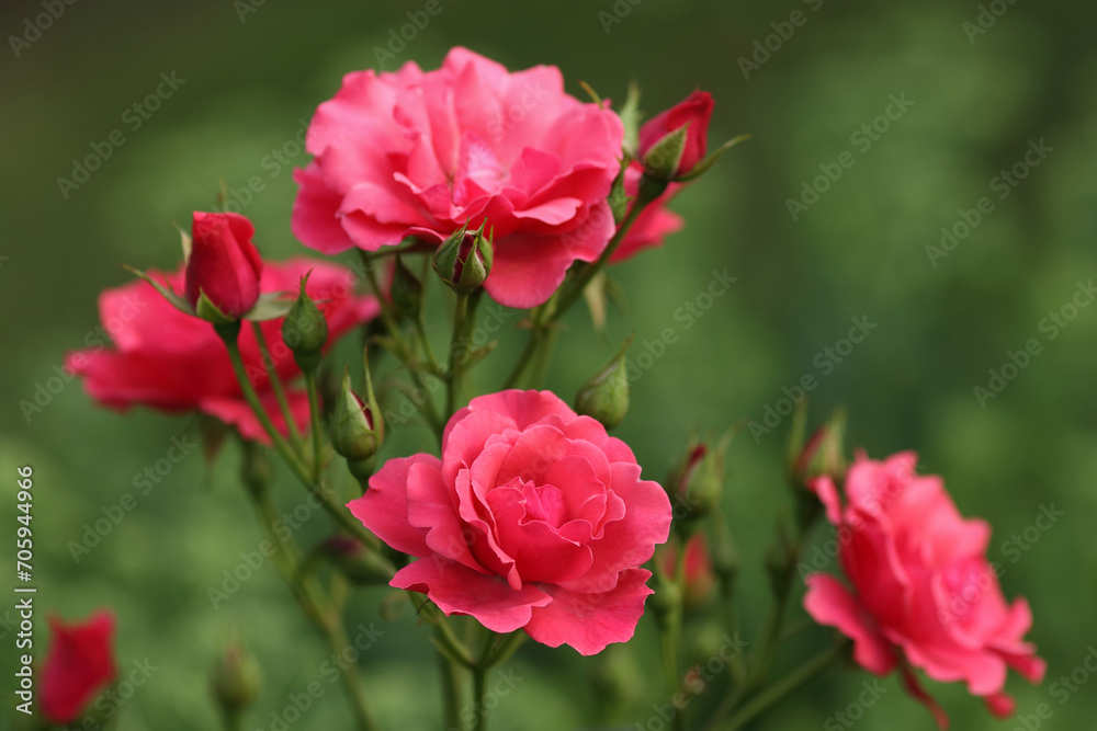 Pink Rose Blooming in Garden. Rose on green background. Nature background. Love  concept. Close up of blooming beautiful soft pink Roses. Summer flowers. Valentine's Day. Happy birthday. Rose bush