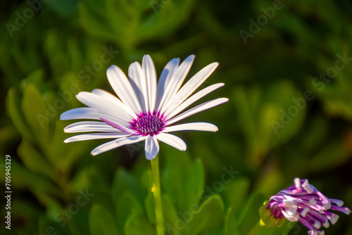 White Osteospermum fruticosum  also called the trailing African daisy or shrubby daisybush  is a shrubby  semi-succulent herbaceous flowering plant native to South Africa  belonging to the small tribe