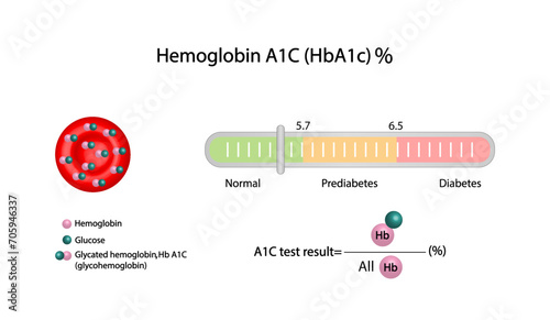 Hemoglobin A1C, HbA1c test , HbA1c levels, Glucose sticks to hemoglobin, glycated hemoglobin, up to 120 days. A1C Blood Sugar Test, Diabetes Mellitus, Infographic, Vector illustration.