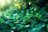 Green clover leaves with dew drops.  Green clover leaves in sunlight. St. Patrick's Day background. St. Patrick's Day background with shamrocks and bokeh. Saint Patrick's Day Concept with Copy Space.