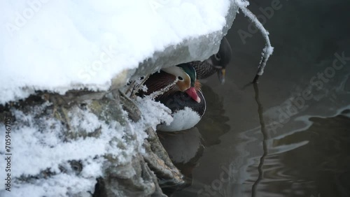 A pair of mandarin ducks on a winter river