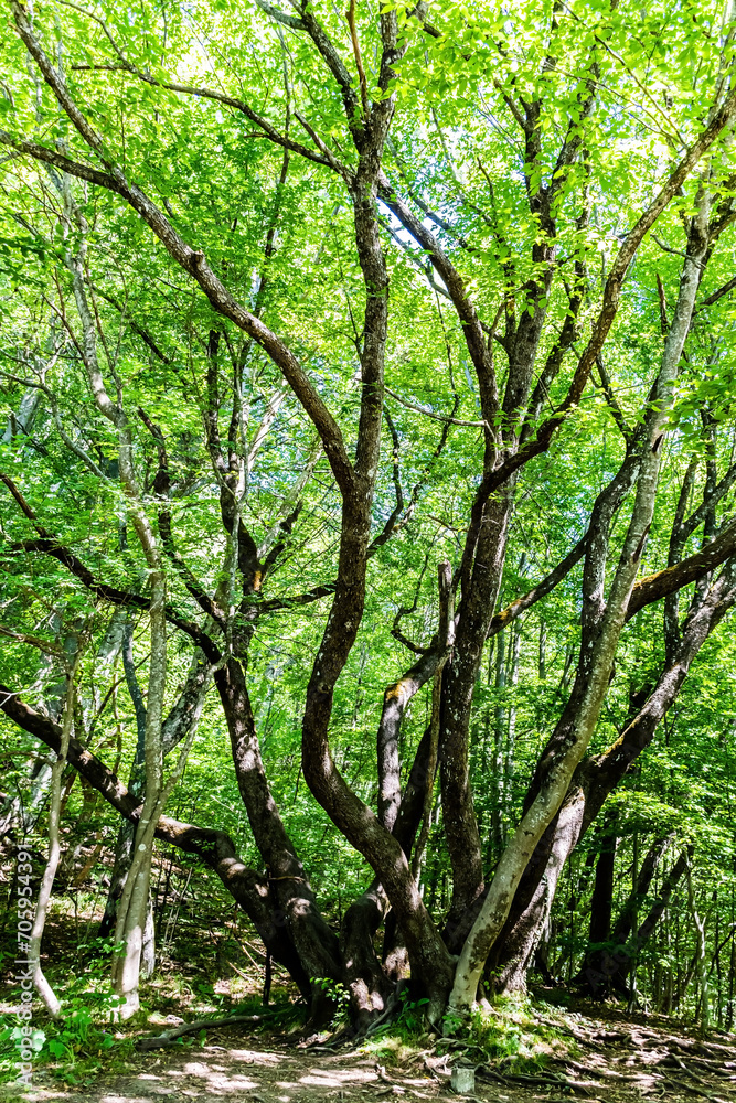 Crooked big tree, strange twisted branches Crooked big tree, strange twisted branches