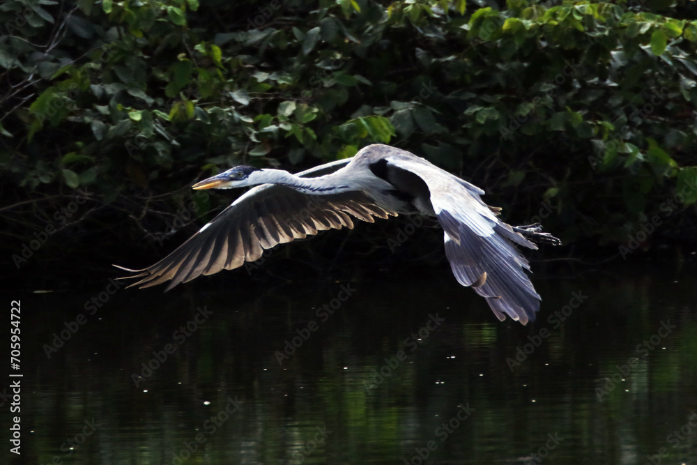 Garça Real Europeia em voo rasante na lagoa de Bambuí - Maricá - RJ