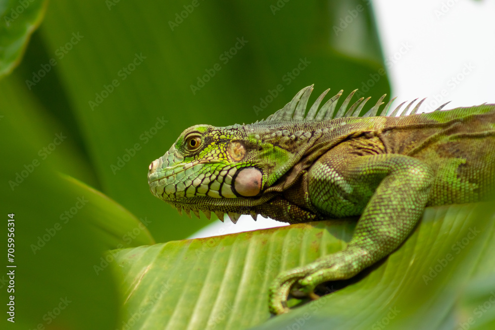 Fototapeta premium green iguana on a leaf in the rainforest of Costa Rica