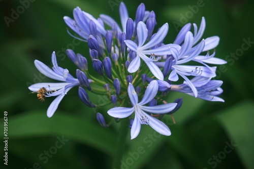 close up of blue flowers with a honeybee on a petal