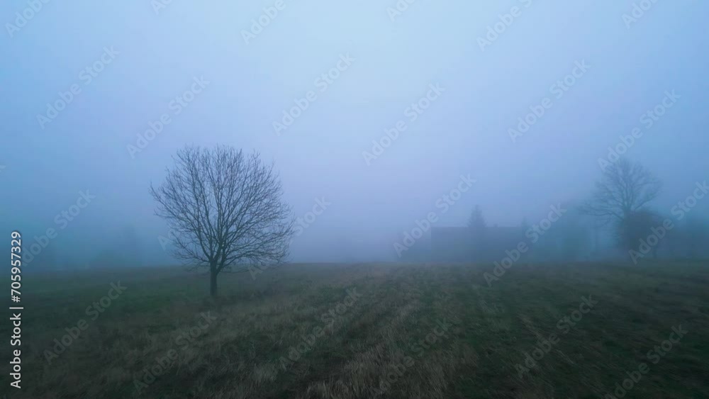 Shot of trees in the countryside, in winter in very thick fog. Shot of trees in the countryside, in winter in very thick fog.