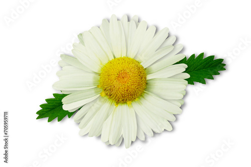 Fototapeta Naklejka Na Ścianę i Meble -  beautiful daisy white flower with leaves blooming in spring cutout on transparent background,png format        