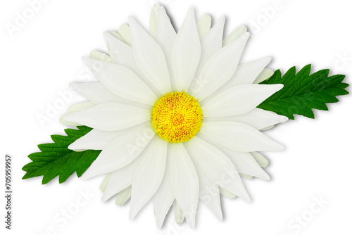 beautiful daisy white flower with leaves blooming in spring cutout on transparent background png format        
