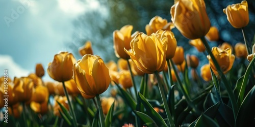The tulip is a Eurasian and North African genus of perennial, bulbous plants in the lily family. photo