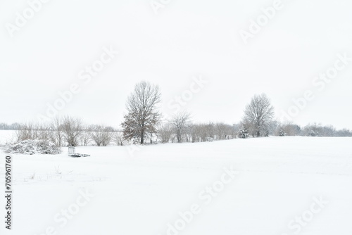 Snow in a Field