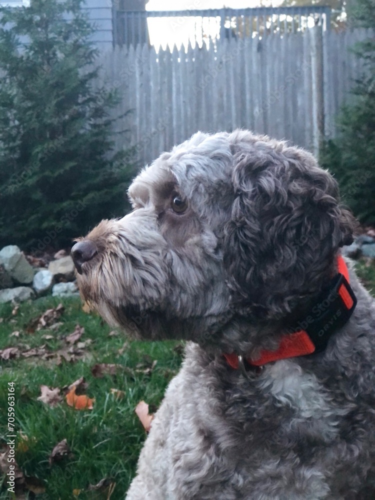 Fototapeta premium Dog looking to the left