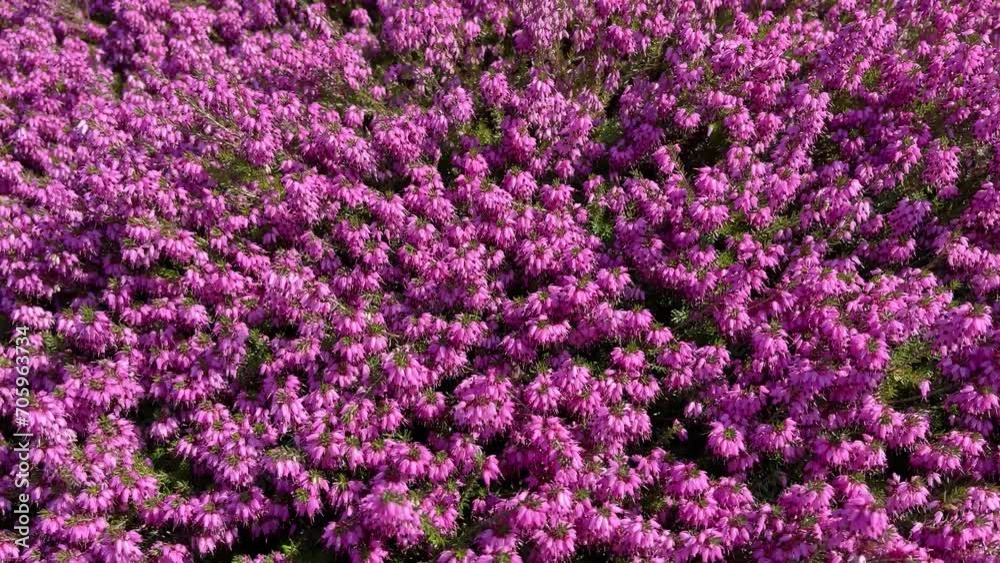Pink Erica Carnea flowers Winter Hit and working bees in a spring garden Pink Erica Carnea flowers Winter Hit and working bees in a spring garden