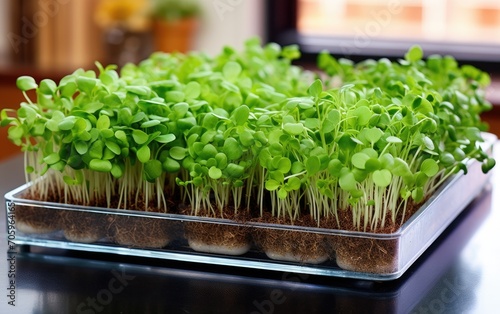 Microgreens cultivated in a kitchen hydroponic garden