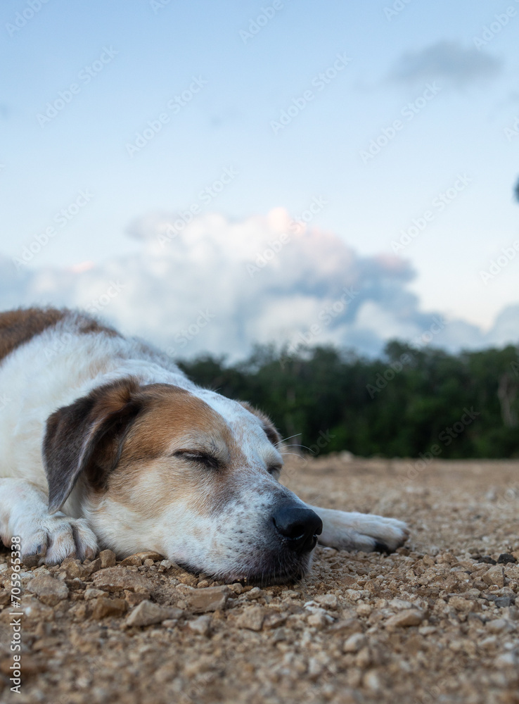 White and brown sleeping dog with black hound sleeping in open field with cloudy sky at sunset and green tropical forest in the background