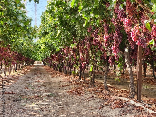 Rows of red grapes in vineyard ready for harvest, Israel