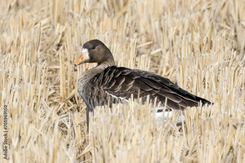 Obraz premium 冬の田んぼに飛来した探すマガン