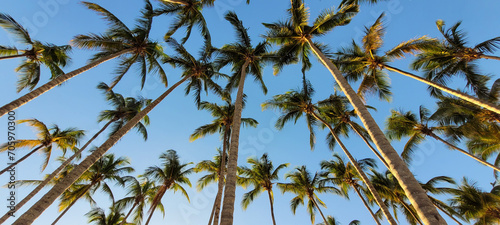 Tropical Palms against a blue sky
