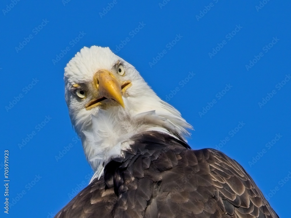 Bald Eagle perched on the fishing pier pole in Sidney BC Bald Eagle perched on the fishing pier pole in Sidney BC