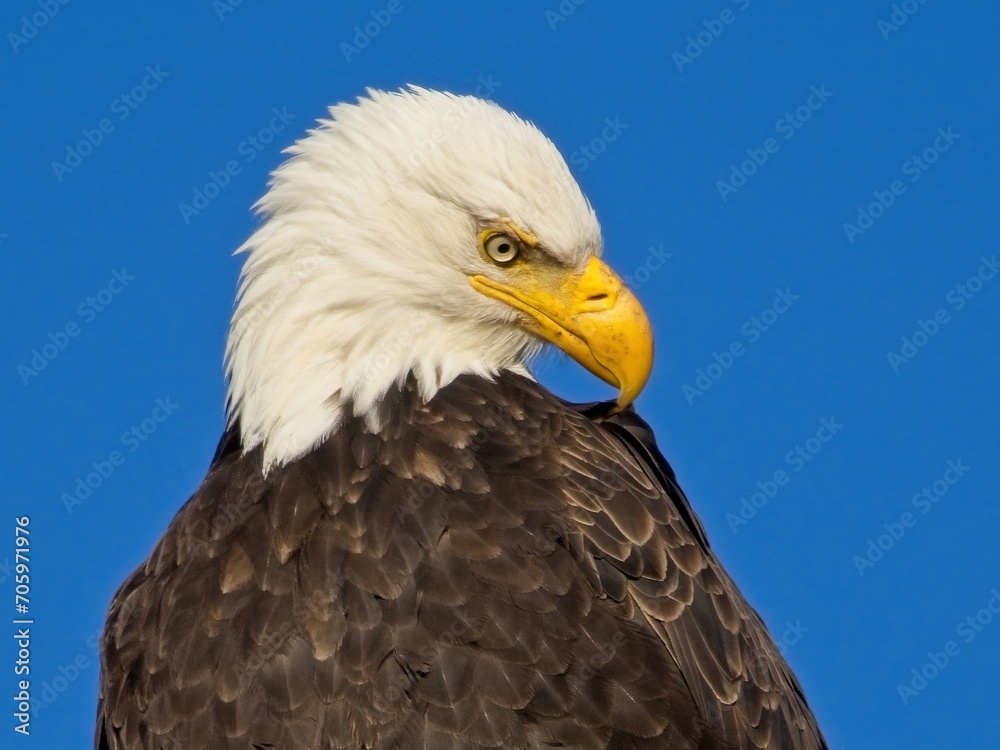 Bald Eagle perched on the fishing pier pole in Sidney BC Bald Eagle perched on the fishing pier pole in Sidney BC