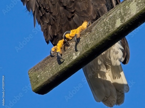 Talons close-up, Bald Eagle perched on the fishing pier pole in Sidney BC © pr2is