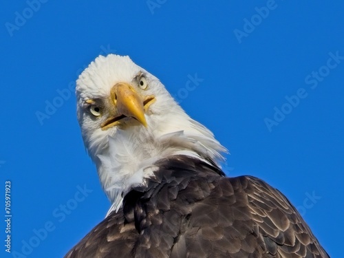 Bald Eagle perched on the fishing pier pole in Sidney BC © pr2is