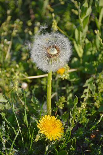 white fluffy dandelion flower and small yellow flower among green grass. tender and fragile seeds scatter from a light breeze. spring or summer flowers in the meadow