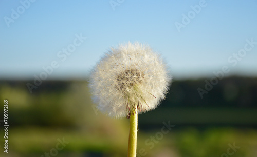 white fluffy dandelion flower in the rays of the setting sun on a blurred background of nature. tender and fragile seeds scatter from a light breeze. spring or summer flowers in the meadow