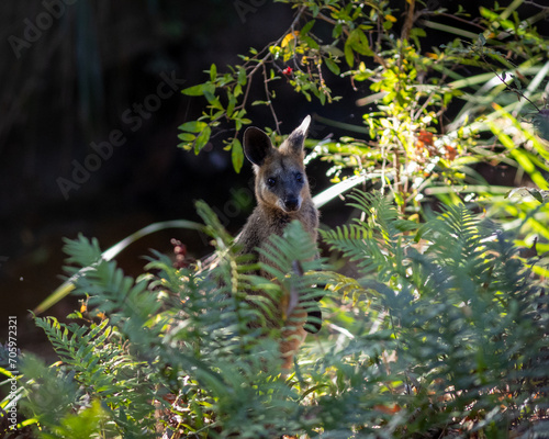 Australian Wallaby in riparian undergrowth 