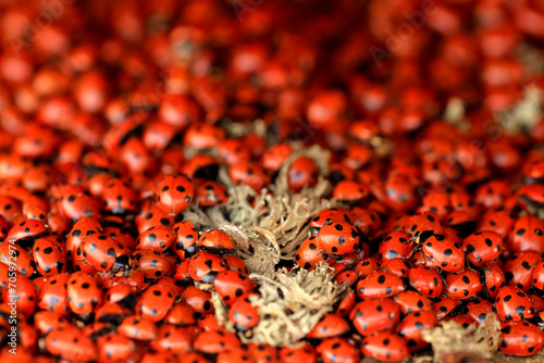 Swarm of seven spots ladybugs in a natural cluster formation photo