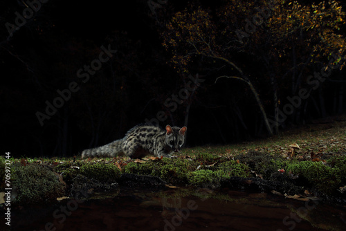 A genet cautiously approaches the edge of a waterbody at night, its reflection subtle in the still water amidst the dark forest photo