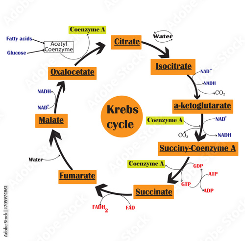 Krebs cycle or citric acid cycle diagram. Vector illustration. photo