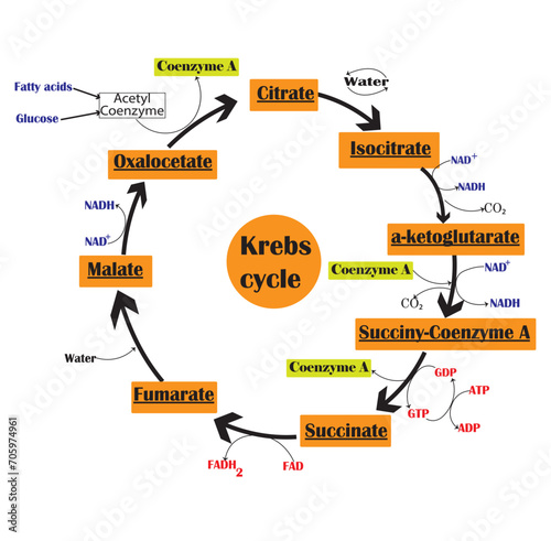 Krebs cycle or citric acid cycle diagram. Vector illustration.