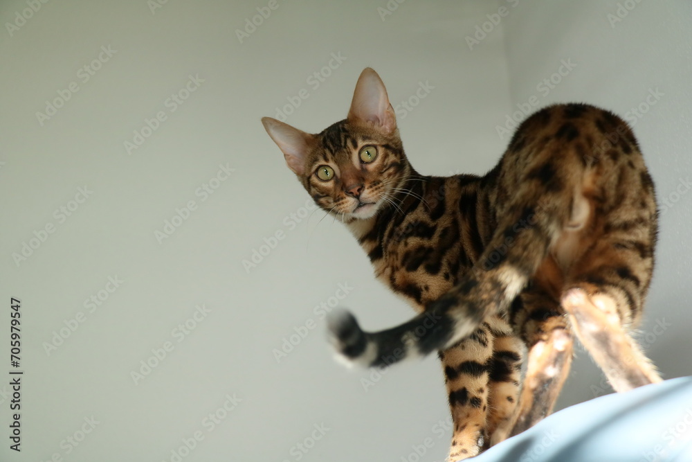 Obraz premium Bengalkatze