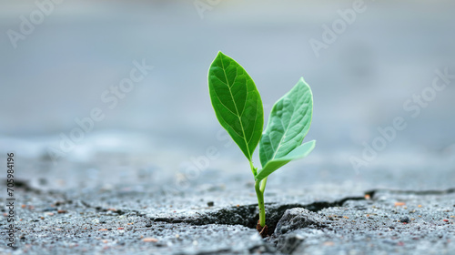 A tiny plant breaking through concrete with vibrant green leaves, representing resilience and growth in the face of adversity.