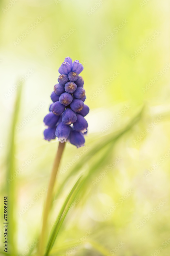 A Burst of Spring: Grape Hyacinth in Bloom on light green background A Burst of Spring: Grape Hyacinth in Bloom on light green background