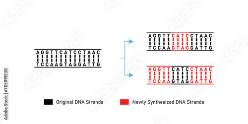 Dispersive DNA Replication Scientific Design. Vector Illustration.